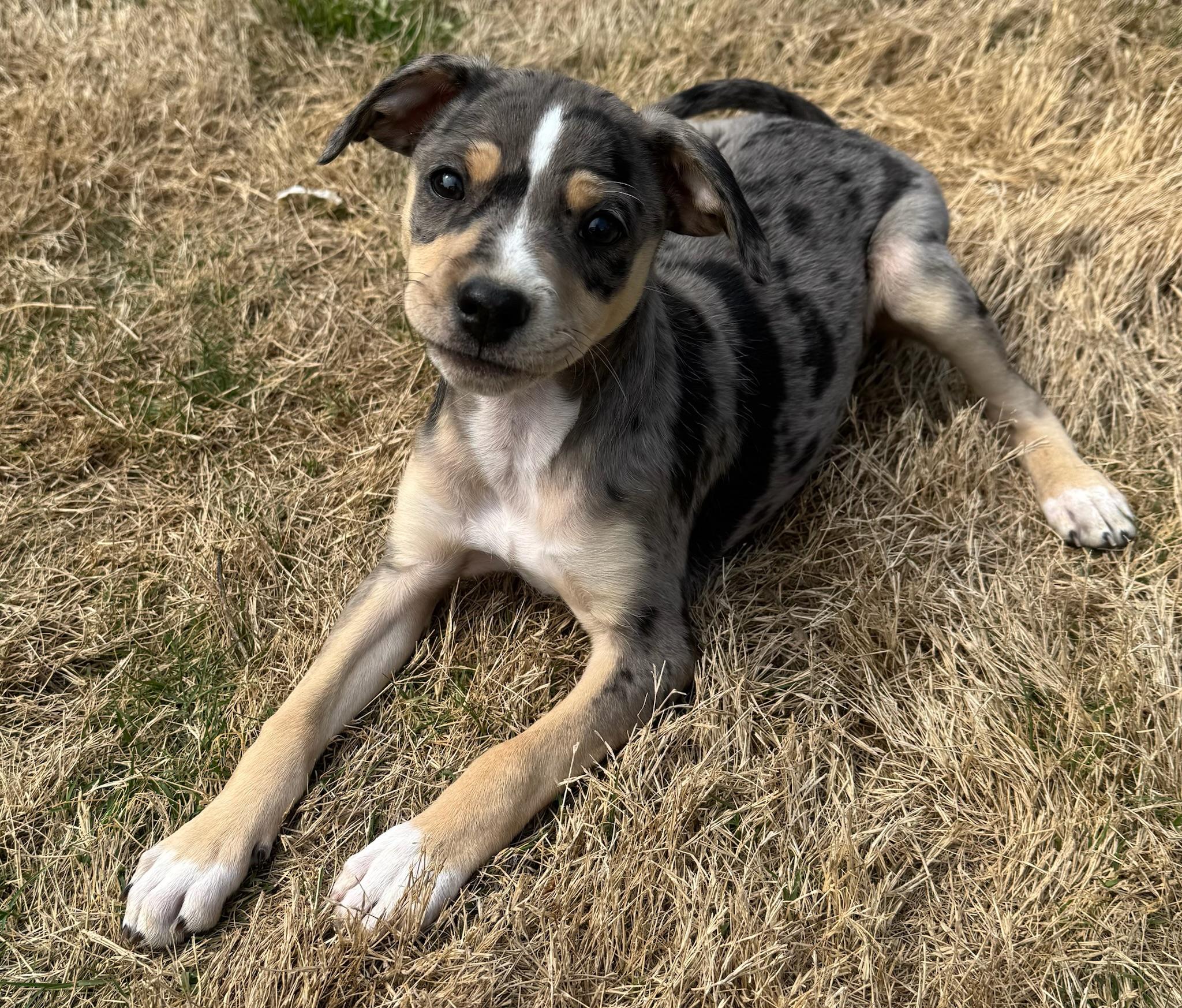 Enlarge Sprinkles, a ADOPTABLE mixed breed in Calera, AL image 3/6