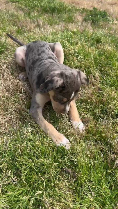 Enlarge Sprinkles, a ADOPTABLE mixed breed in Calera, AL video 6/6