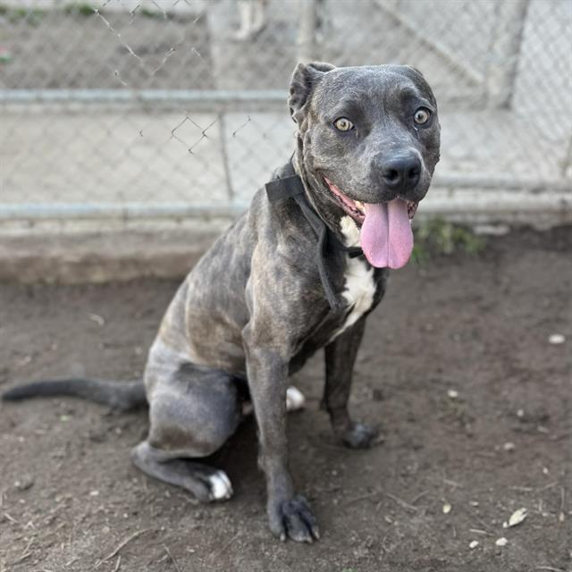 ASHE, Adoptable, Young Female Pit Bull Terrier.