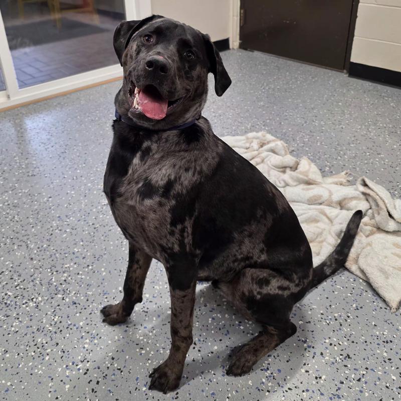 Daxx, Adoptable, Adult Male Catahoula Leopard Dog & Labrador Retriever.