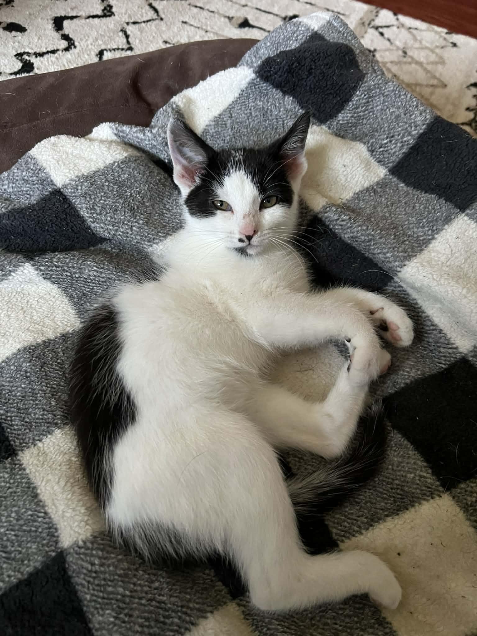 Enlarge Yoshi, an adopted Domestic Short Hair in Elyria, OH image 1/6