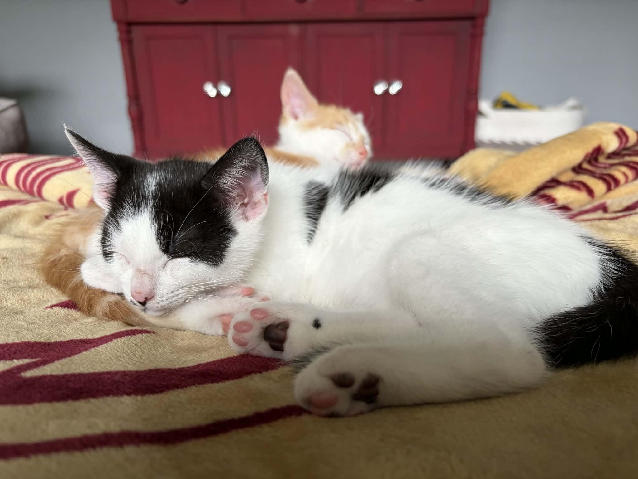 Enlarge Yoshi, an adopted Domestic Short Hair in Elyria, OH image 3/6