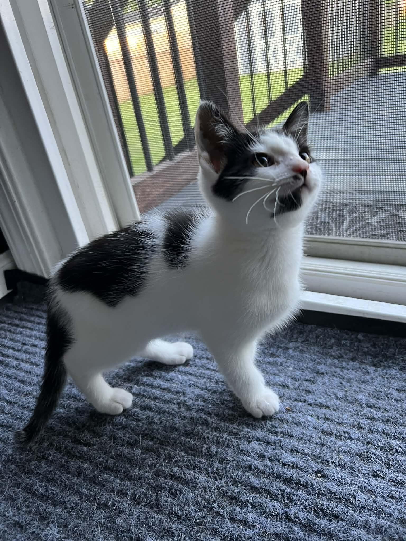 Enlarge Yoshi, an adopted Domestic Short Hair in Elyria, OH image 2/6