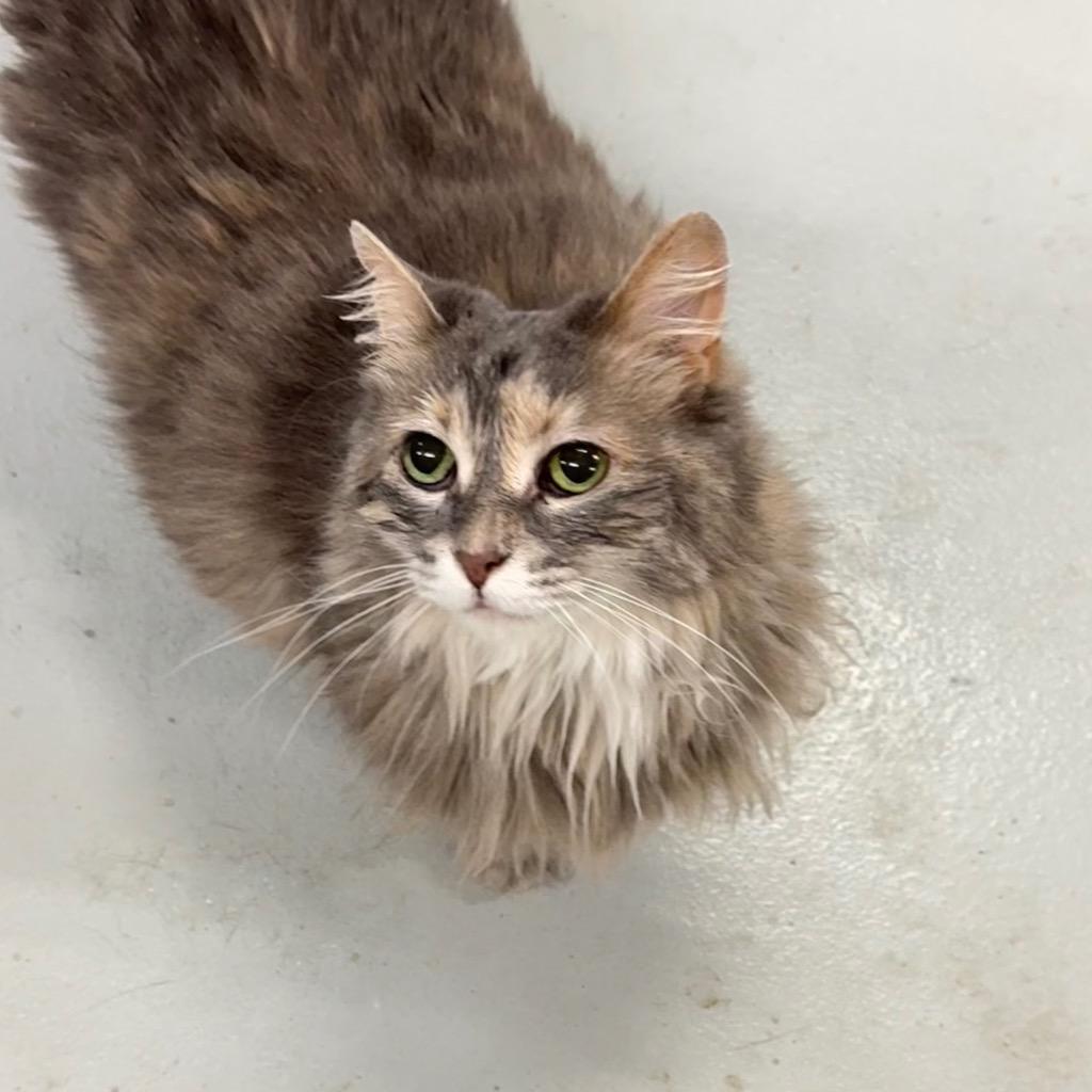 FLUFFY, Adoptable, Senior Female Domestic Long Hair.