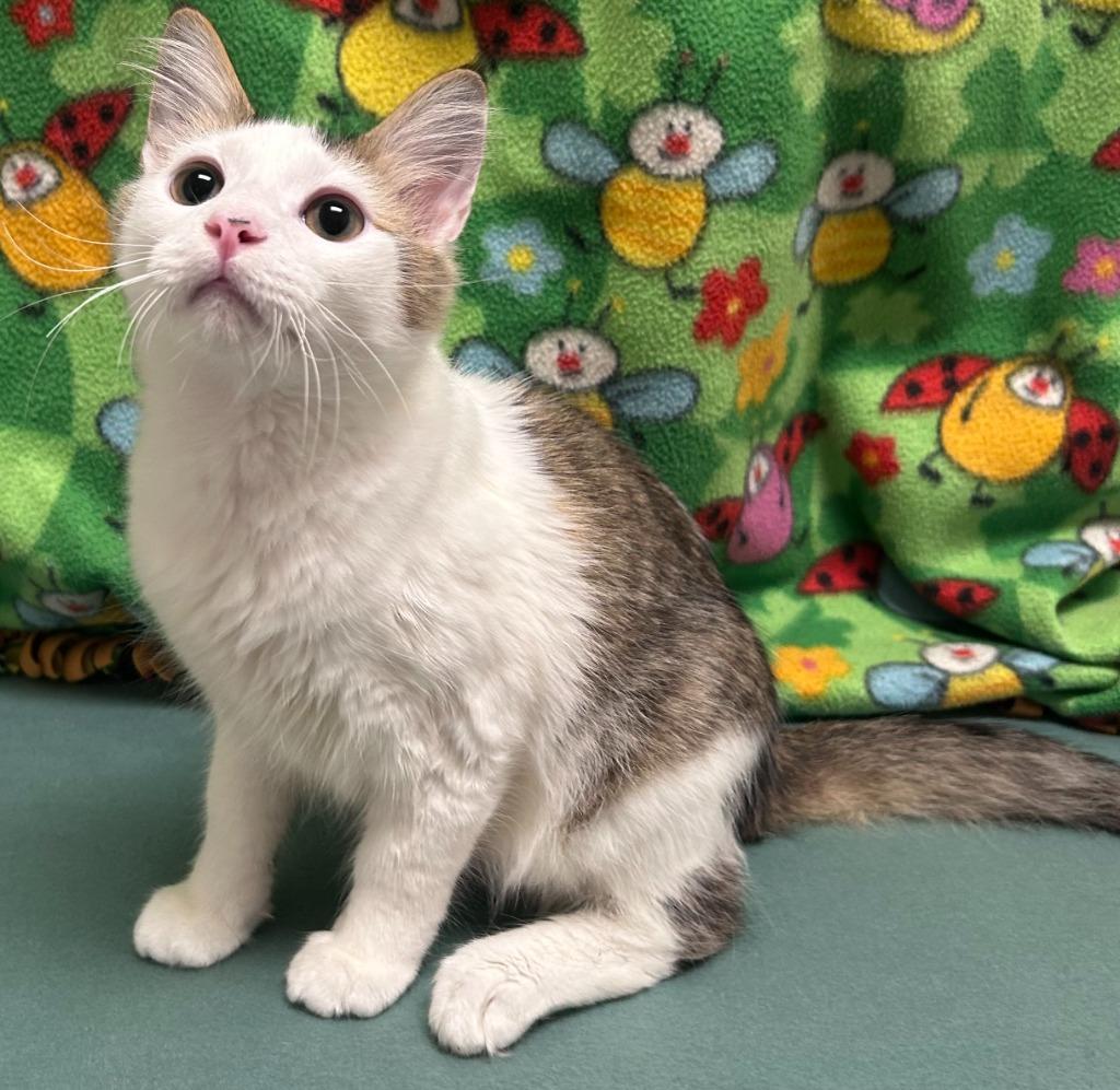 Xyden, Adoptable, Kitten Male Domestic Short Hair.