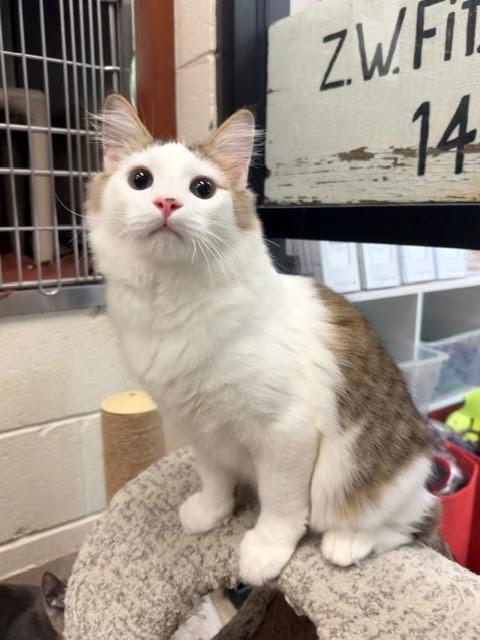 Enlarge Xyden, a Adoptable mixed breed in Madison, GA image 3/3
