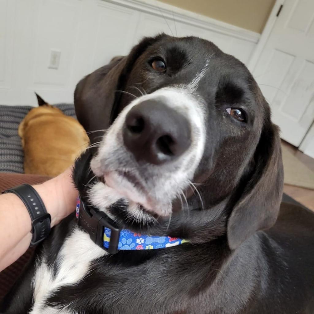 Bandit, Adoptable, Adult Male German Shorthaired Pointer & Mixed Breed.