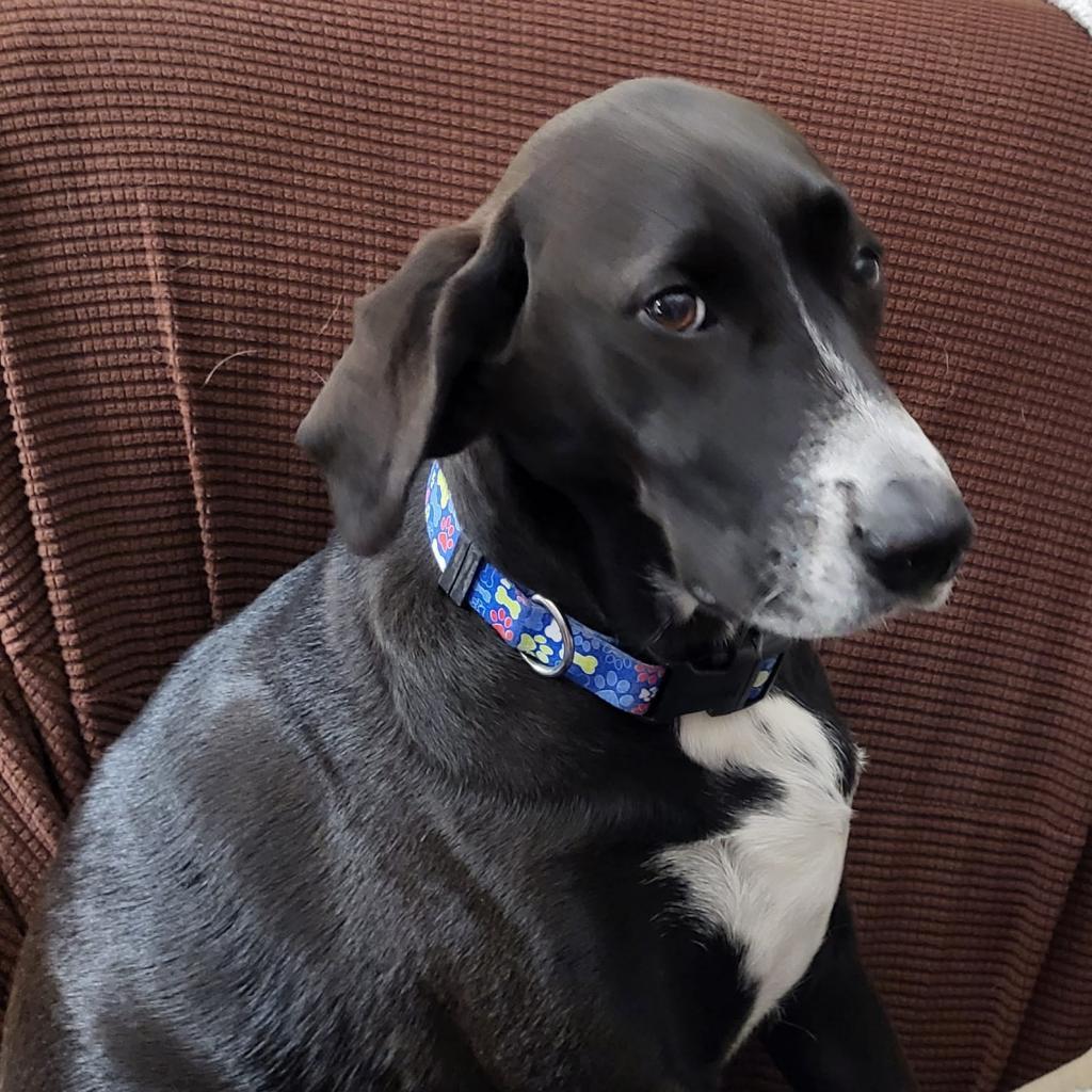 Bandit, a Adoptable mixed breed in Bailey, NC image 2/6