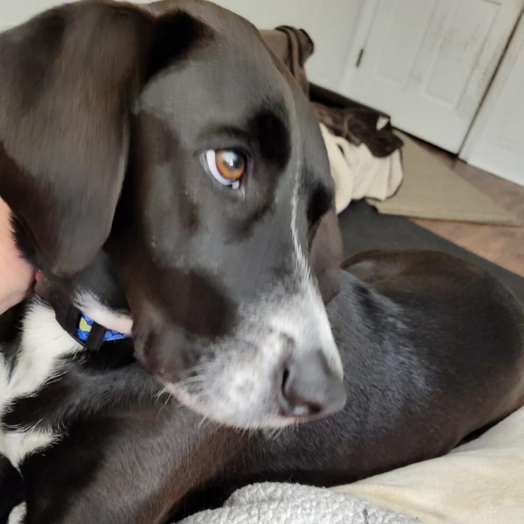 Bandit, a Adoptable mixed breed in Bailey, NC image 2/6