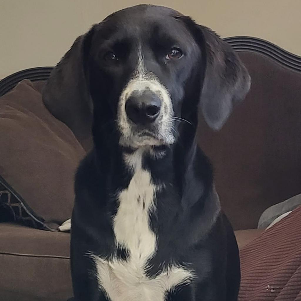 Bandit, a Adoptable mixed breed in Bailey, NC image 3/6