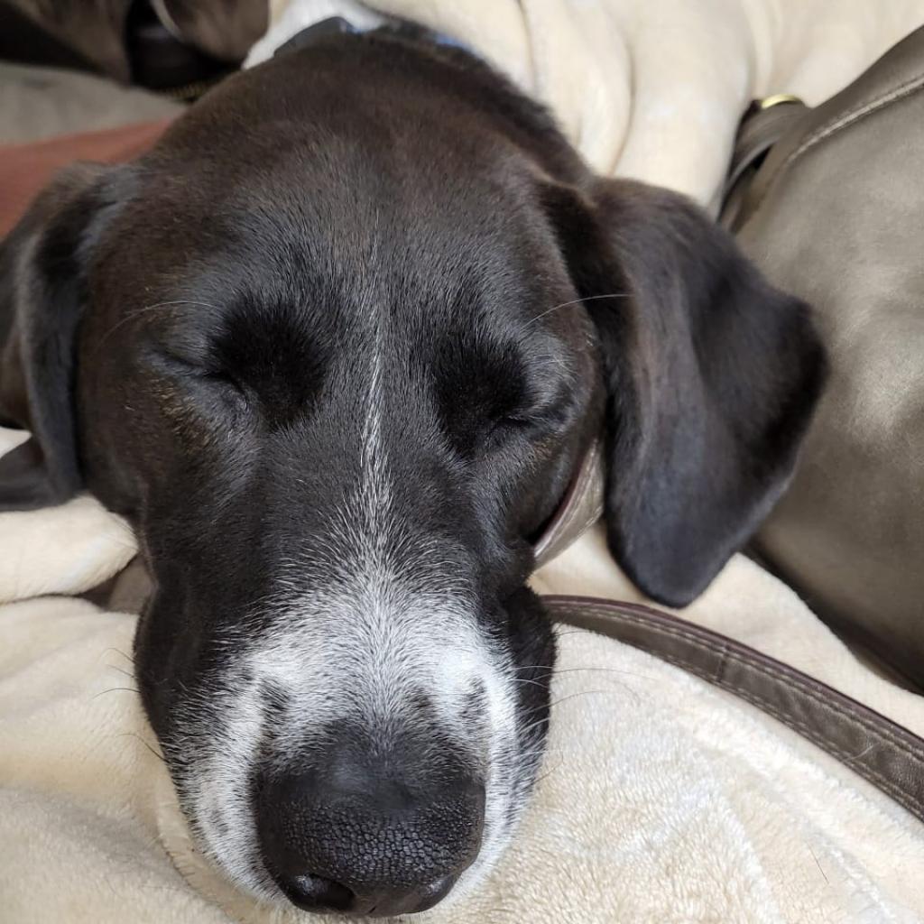 Bandit, a Adoptable mixed breed in Bailey, NC image 4/6