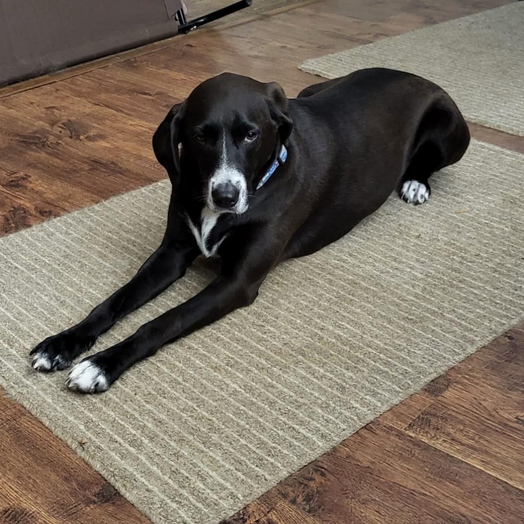 Bandit, a Adoptable mixed breed in Bailey, NC image 5/6