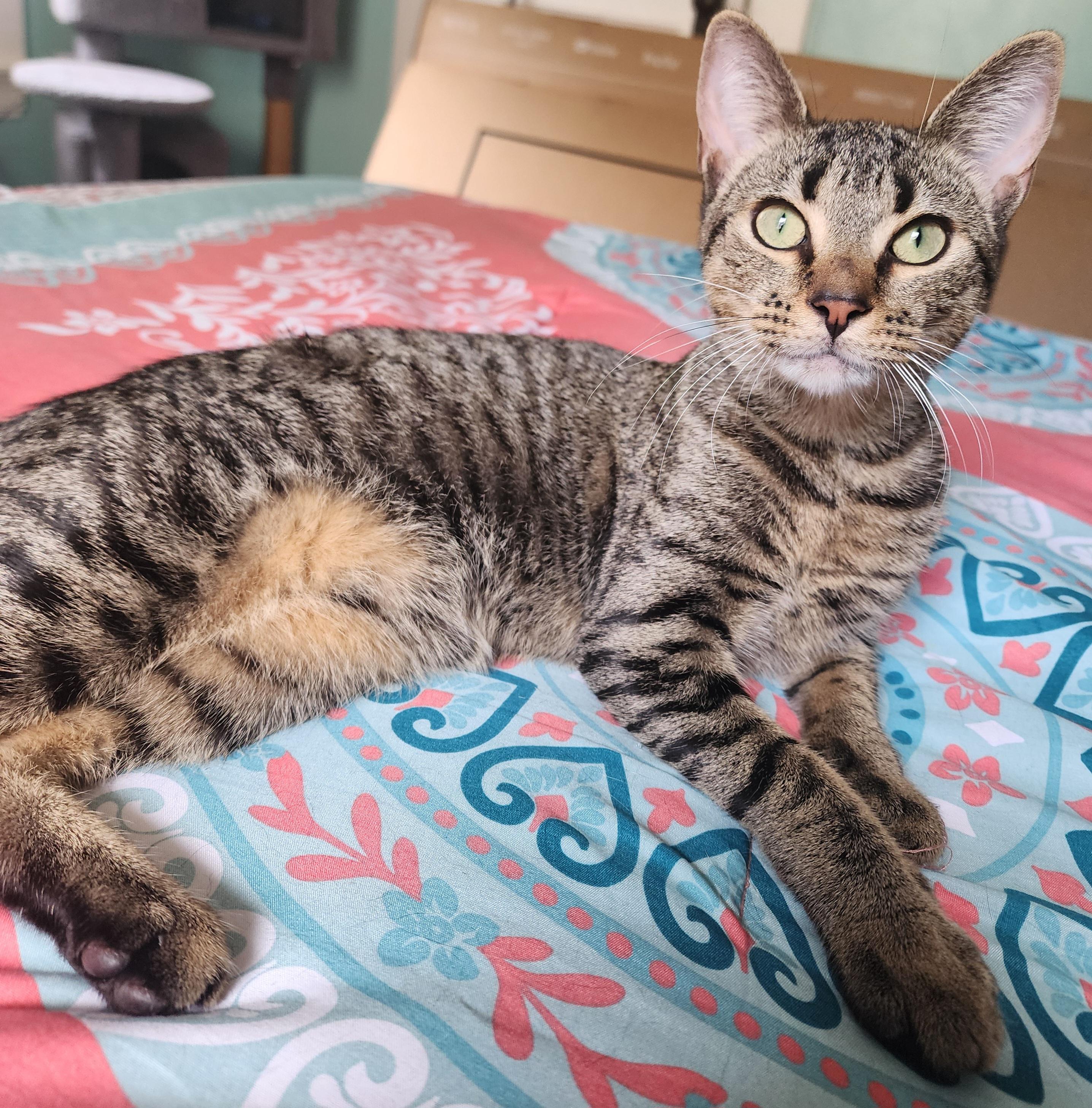 Enlarge Julius with Nami Courtesy Post, a Adoptable Tabby in Oberlin, OH image 4/5