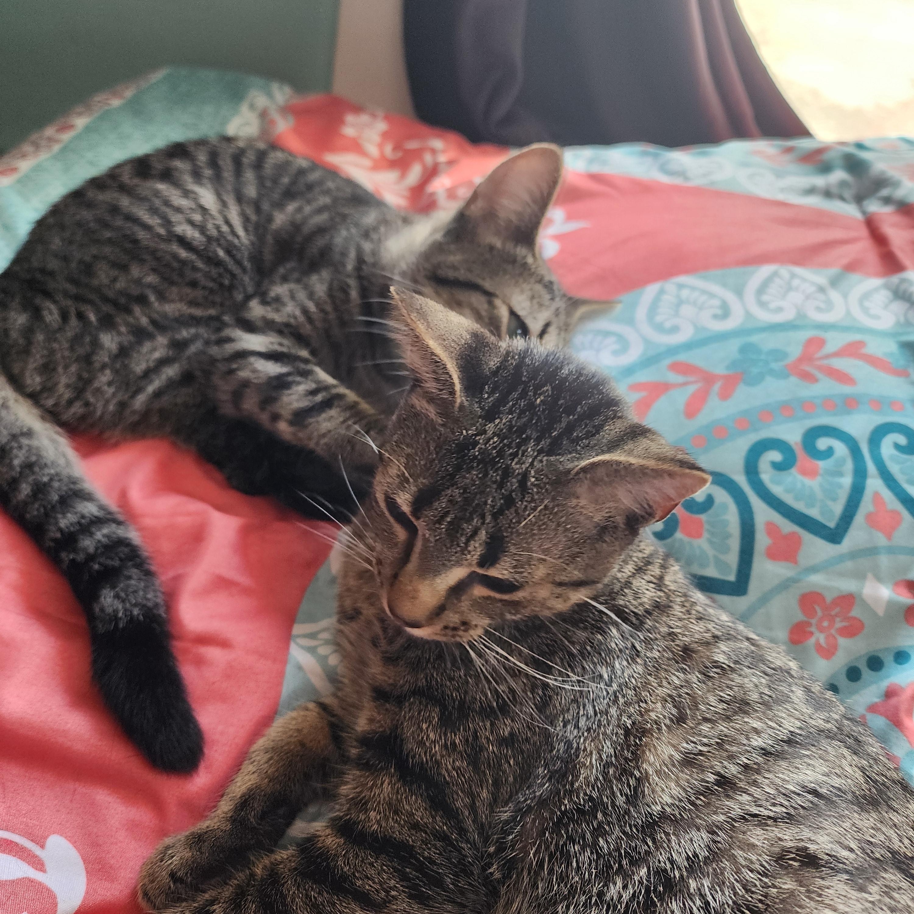 Enlarge Julius with Nami Courtesy Post, a Adoptable Tabby in Oberlin, OH image 5/5