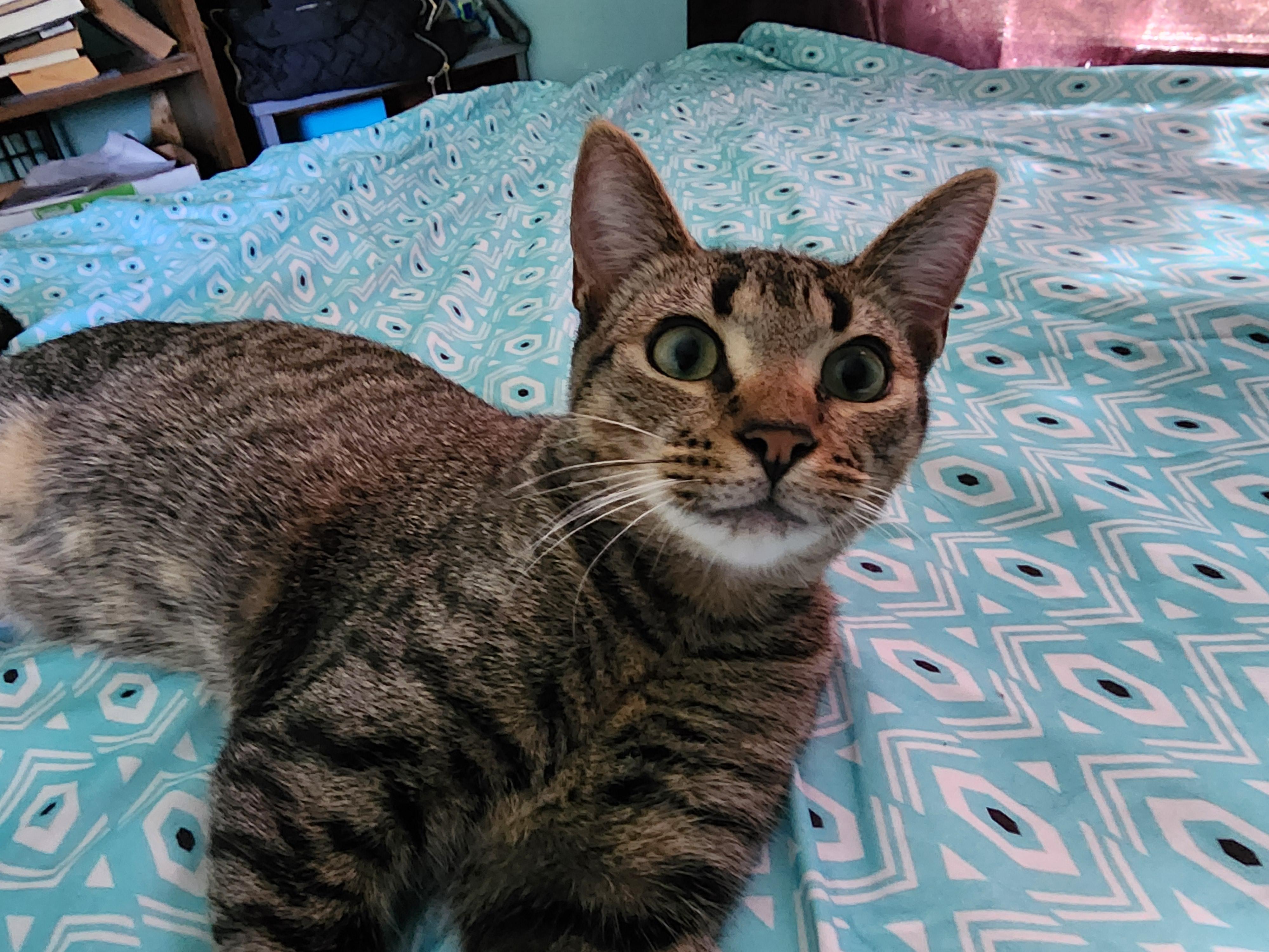 Julius with Nami Courtesy Post, Adoptable, Young Male Tabby.