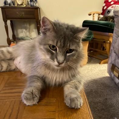 Enlarge Miss Ellie, a Adoptable Domestic Long Hair in Rochester, MN image 1/1