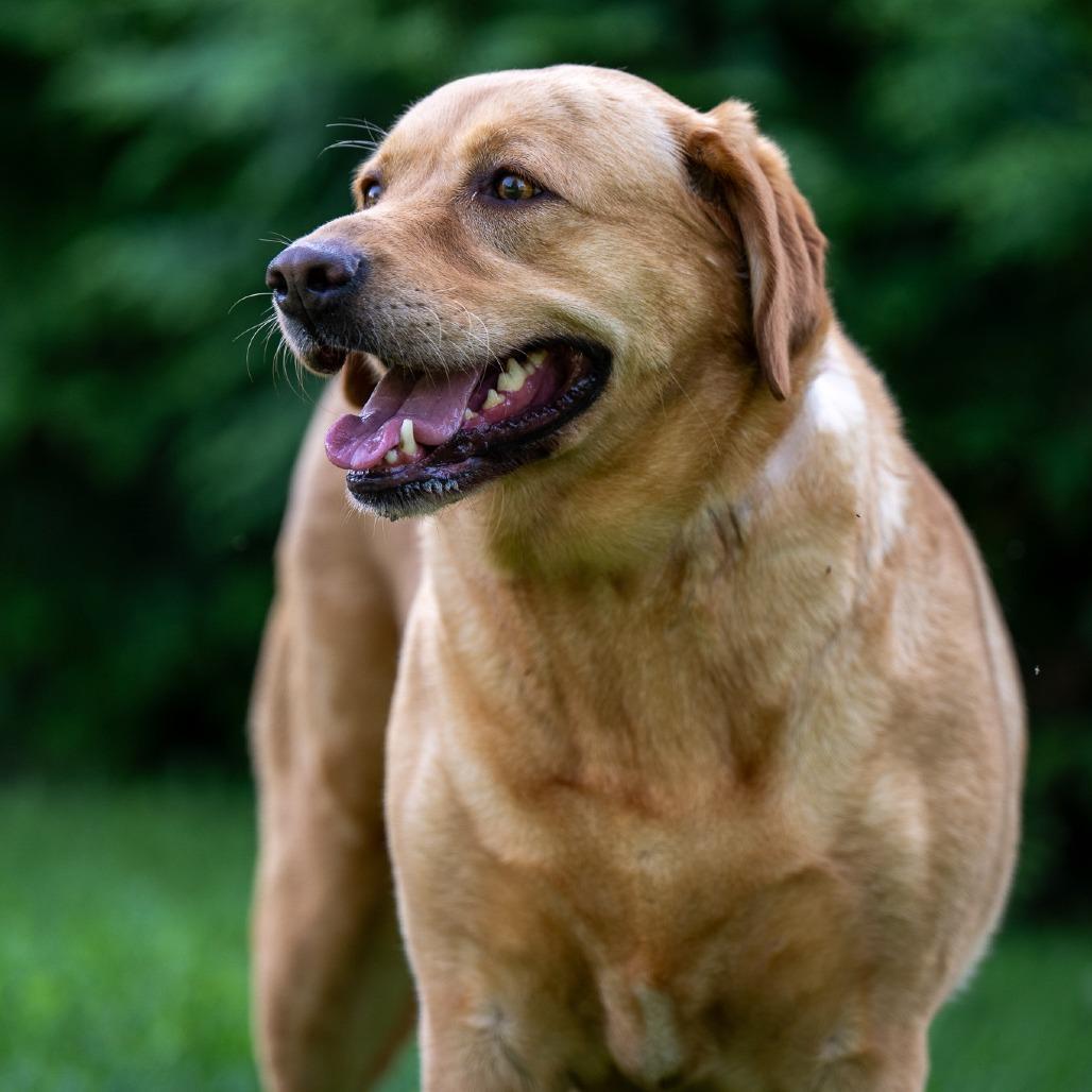 Fiona, Adoptable, Adult Female Labrador Retriever.