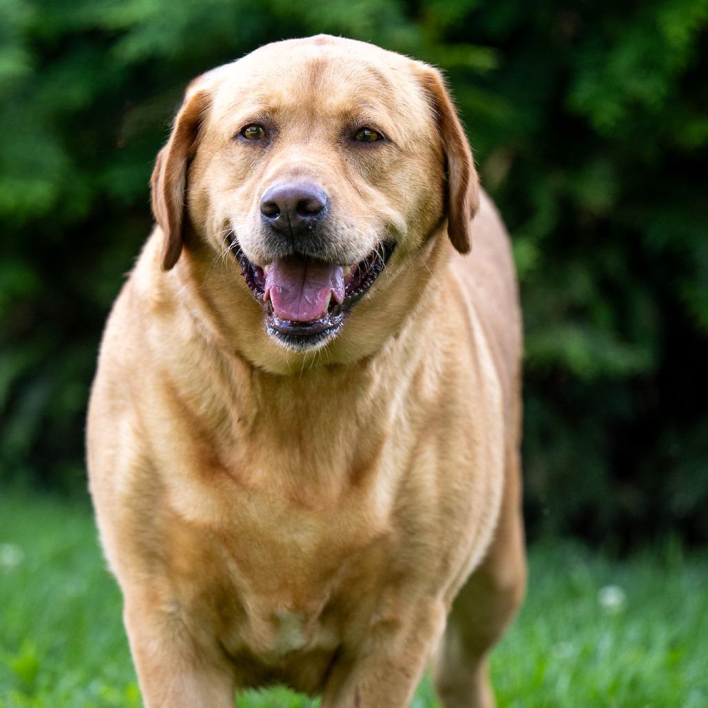 Enlarge Fiona, a Adoptable Labrador Retriever in Chester Springs, PA image 2/5