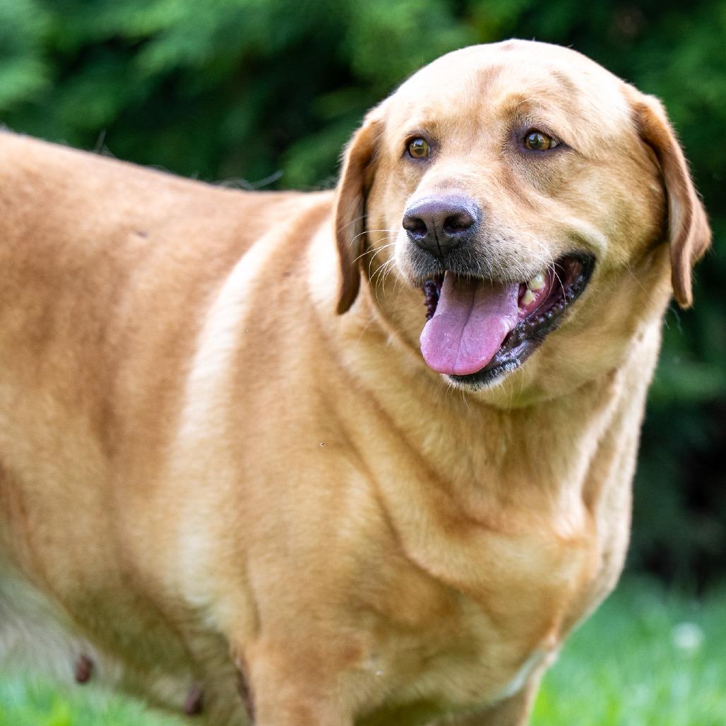 Enlarge Fiona, a Adoptable Labrador Retriever in Chester Springs, PA image 3/5