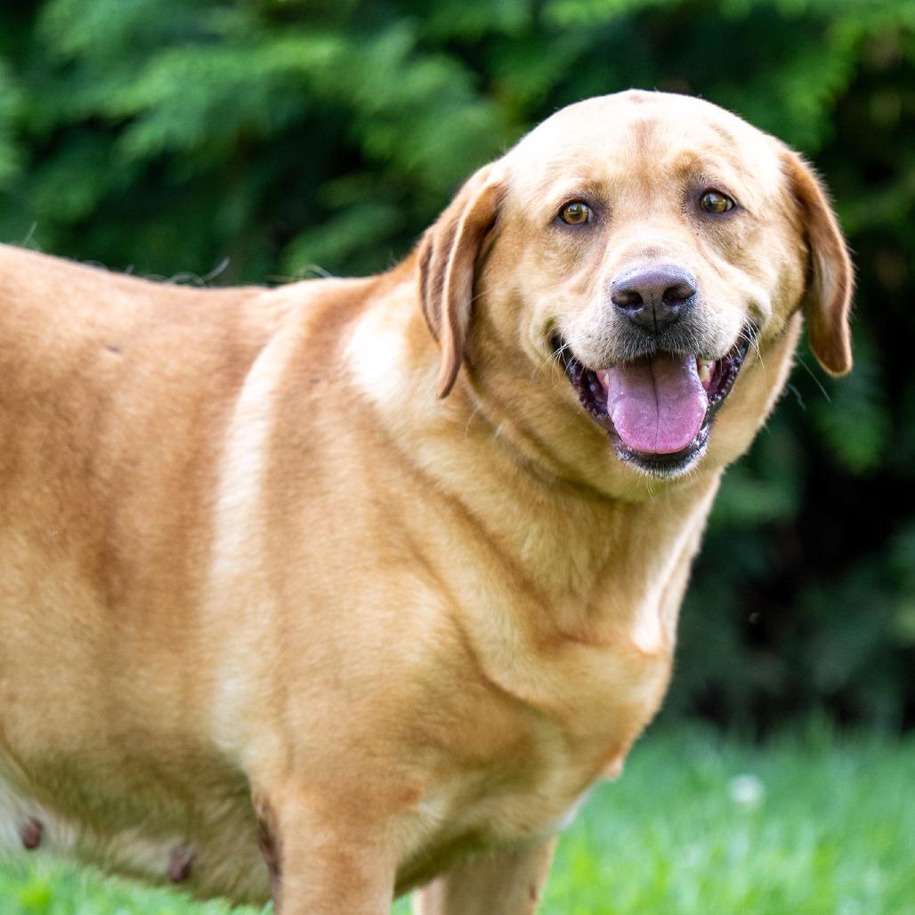 Enlarge Fiona, a Adoptable Labrador Retriever in Chester Springs, PA image 4/5