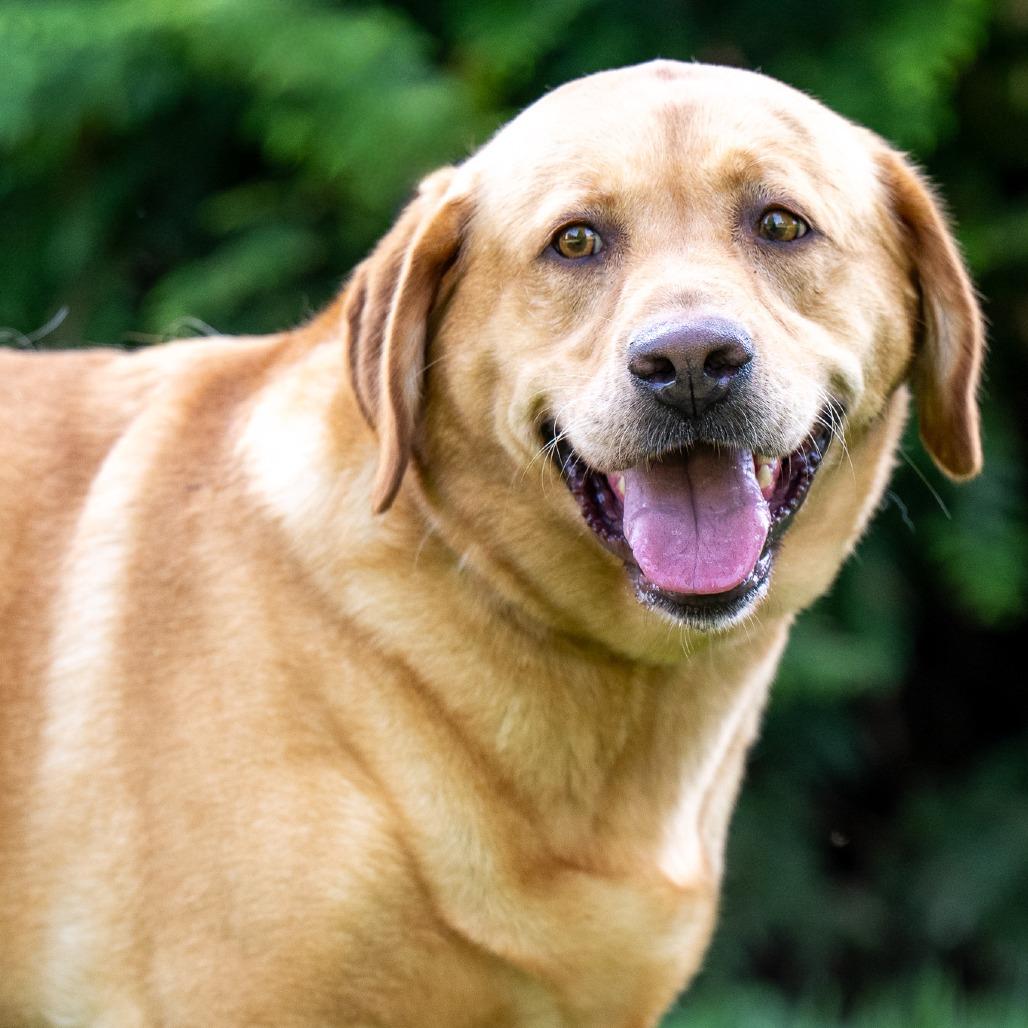 Enlarge Fiona, a Adoptable Labrador Retriever in Chester Springs, PA image 5/5