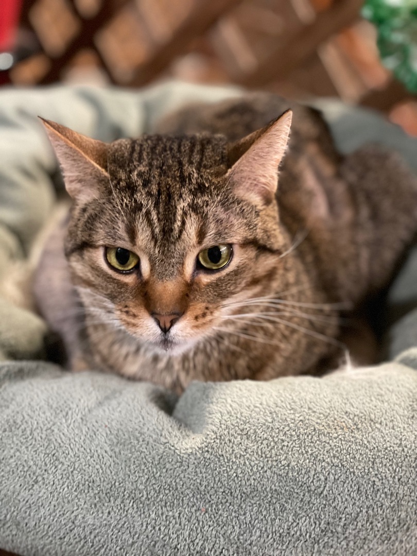 Kerri, Adoptable, Adult Female Tabby.