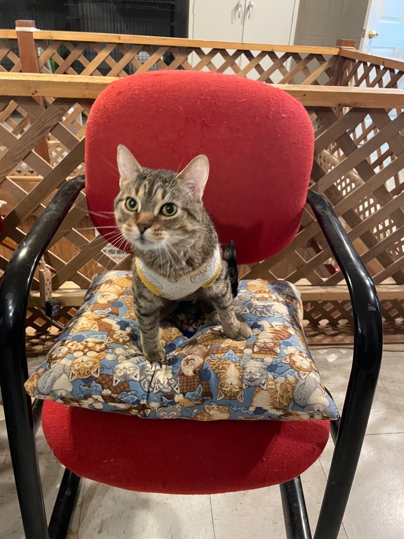 Kerri, a Adoptable mixed breed in Lacon, IL image 2/5