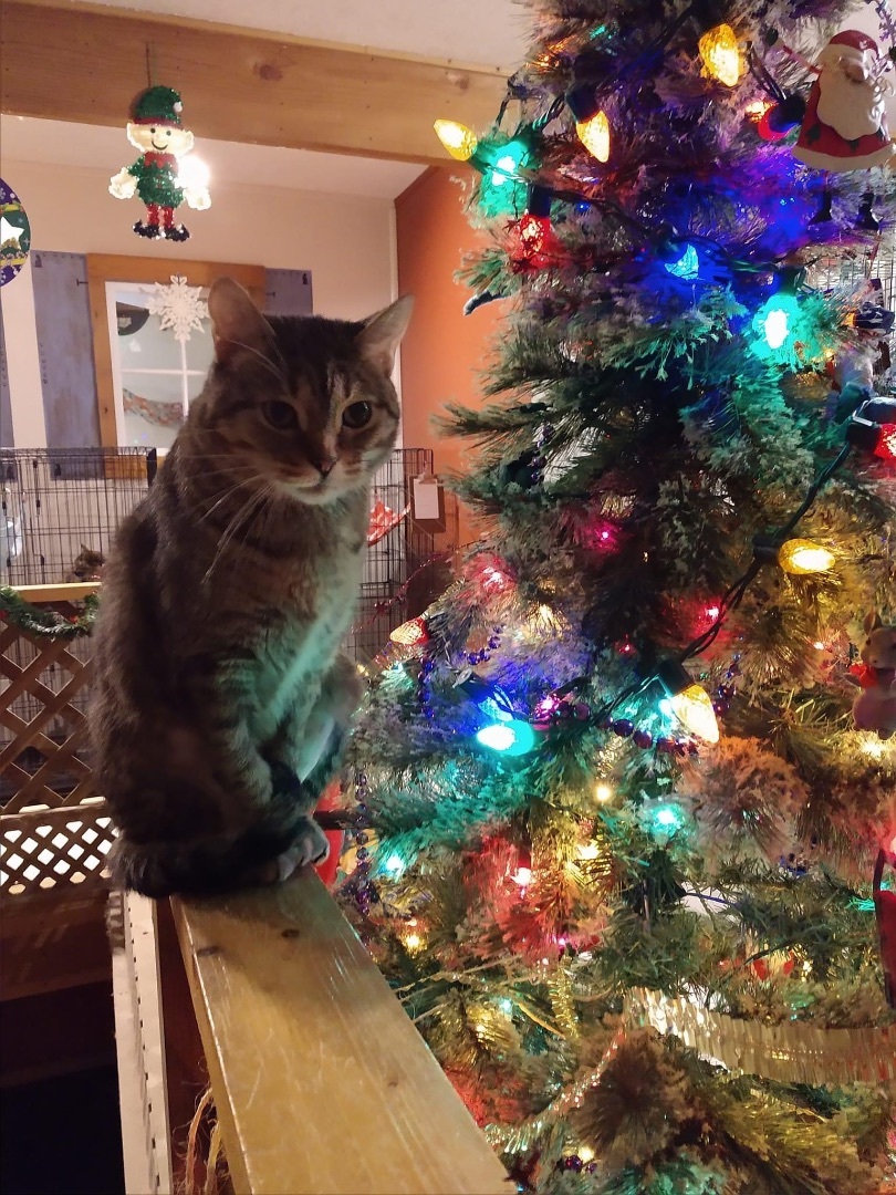 Kerri, a Adoptable mixed breed in Lacon, IL image 3/5