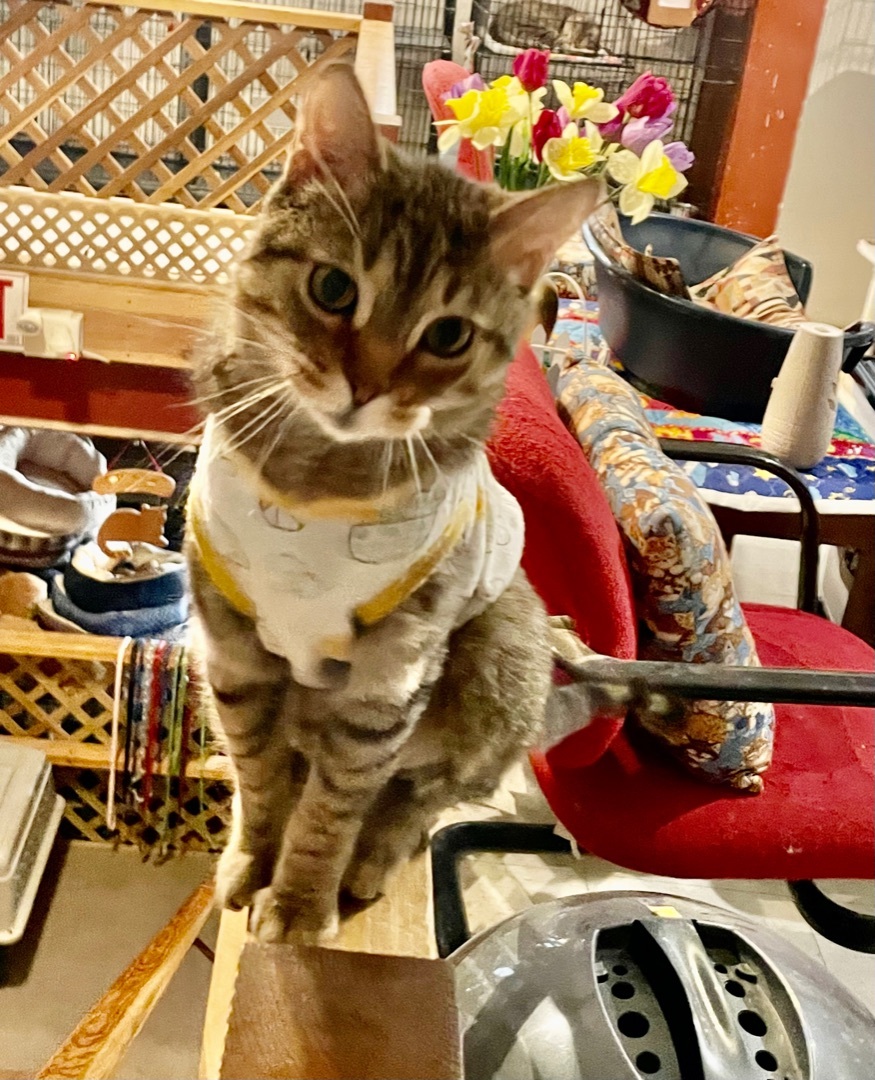 Kerri, Adoptable, Adult Female Tabby.