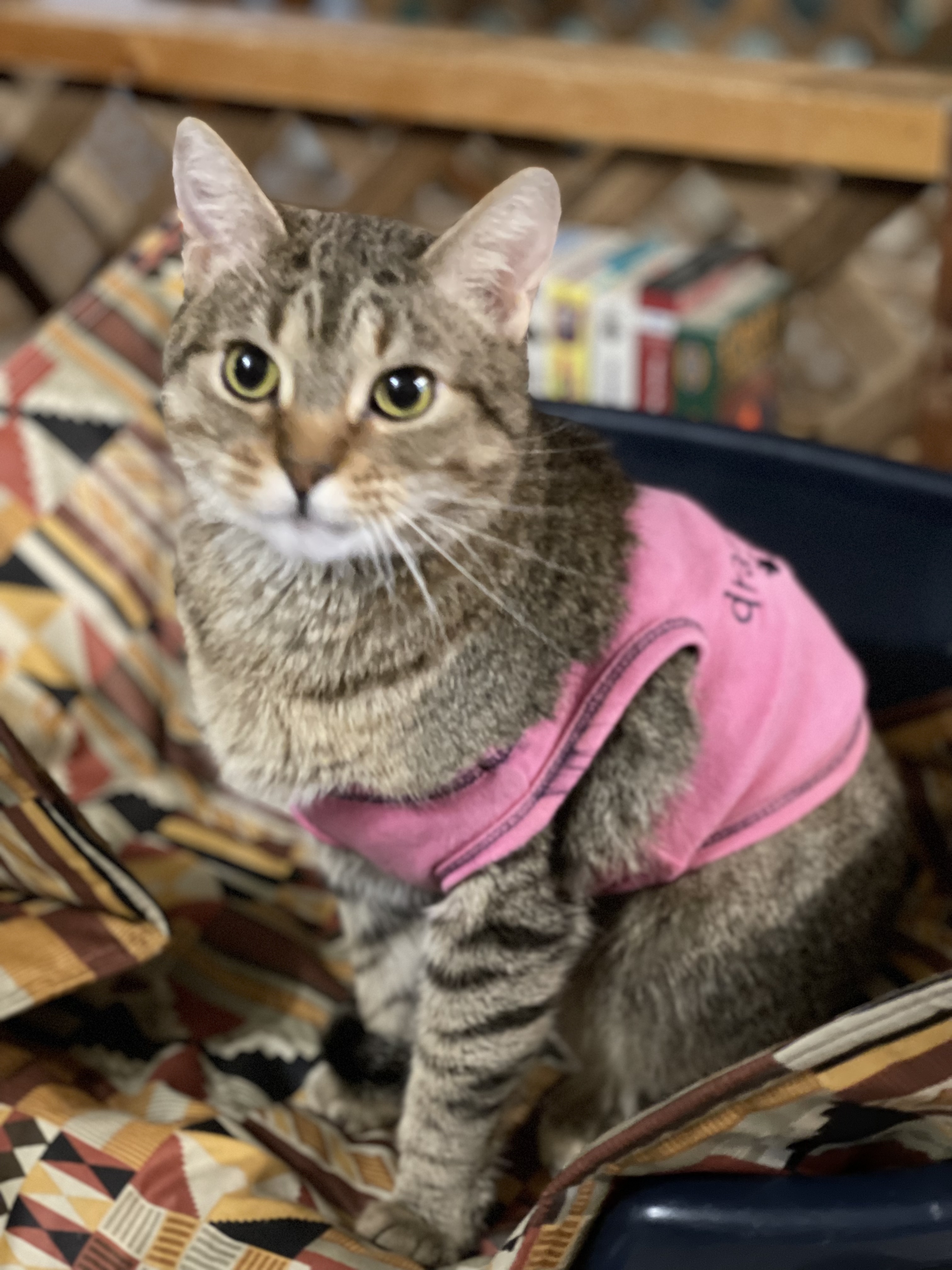 Kerri, Adoptable, Adult Female Tabby.