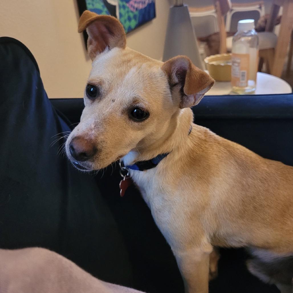 Boq, Adoptable, Adult Male Chihuahua.