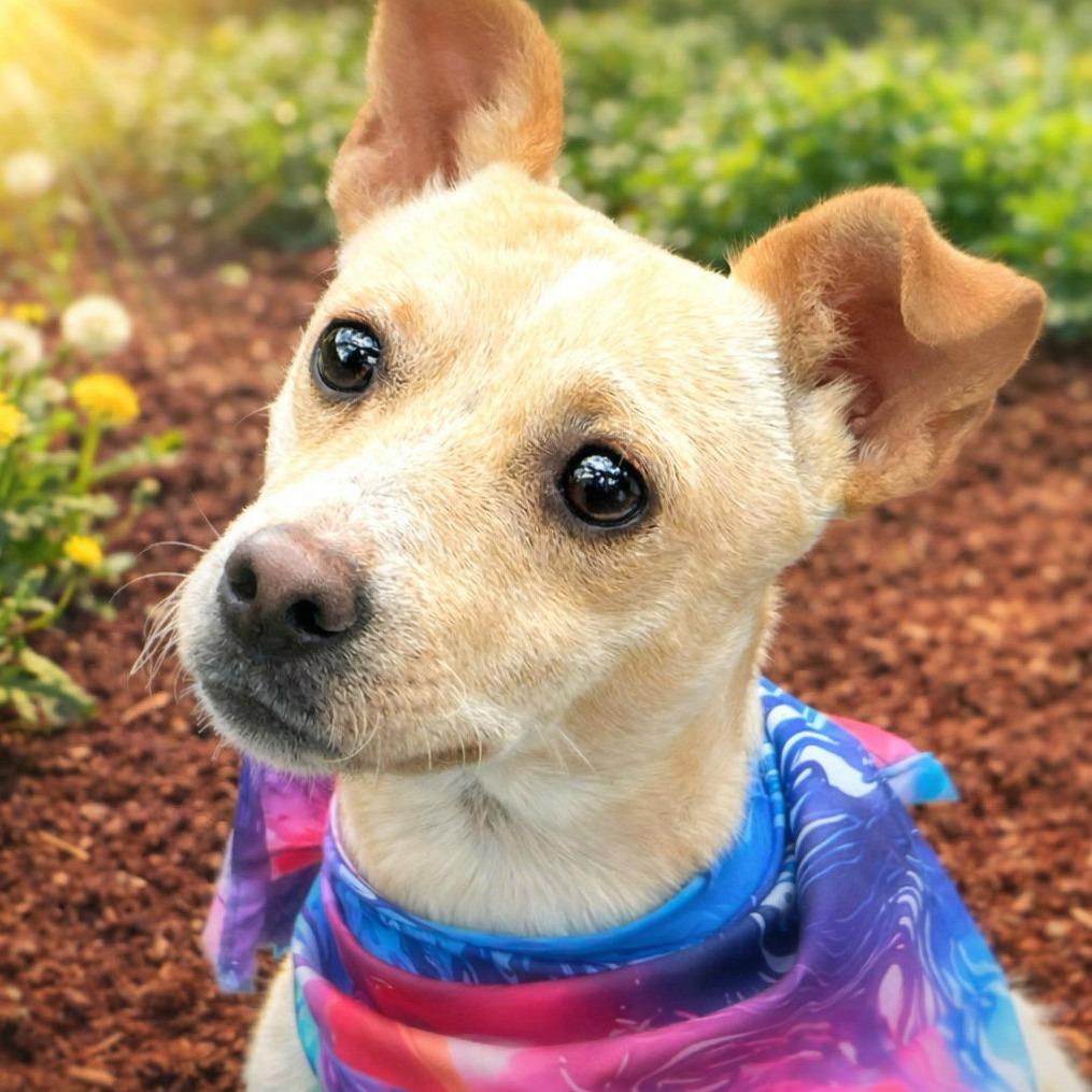 Enlarge Boq, a Adoptable mixed breed in Boerne, TX image 3/5