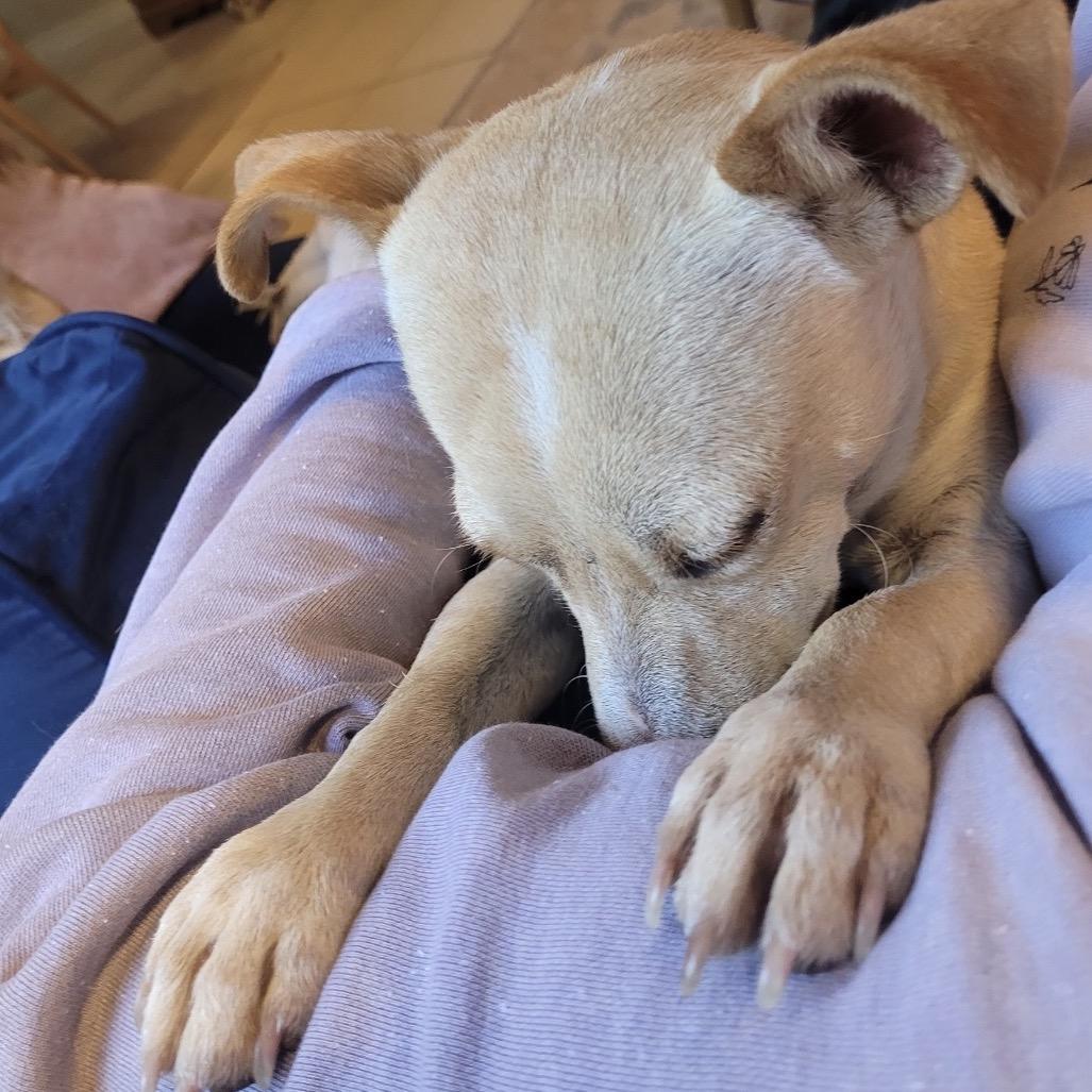 Enlarge Boq, a Adoptable mixed breed in Boerne, TX image 2/6