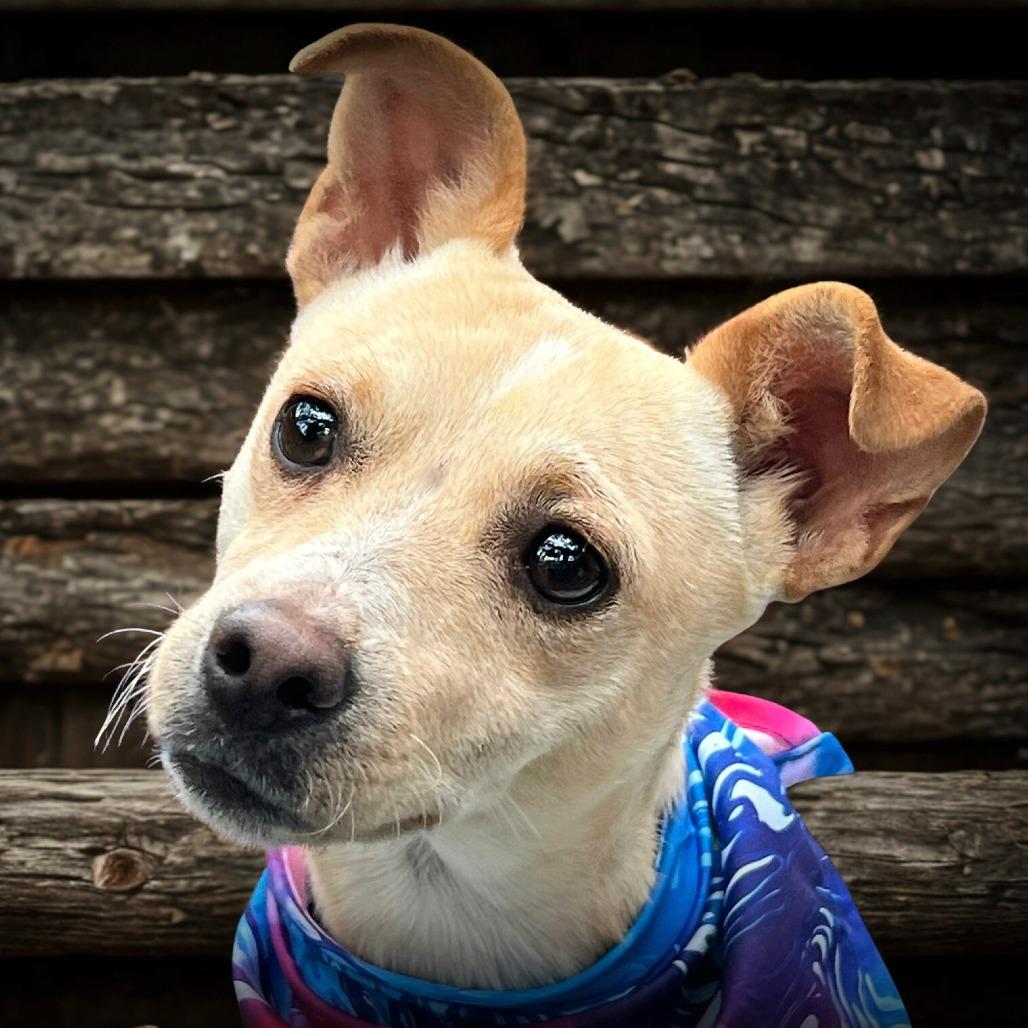 Enlarge Boq, a Adoptable mixed breed in Boerne, TX image 3/6