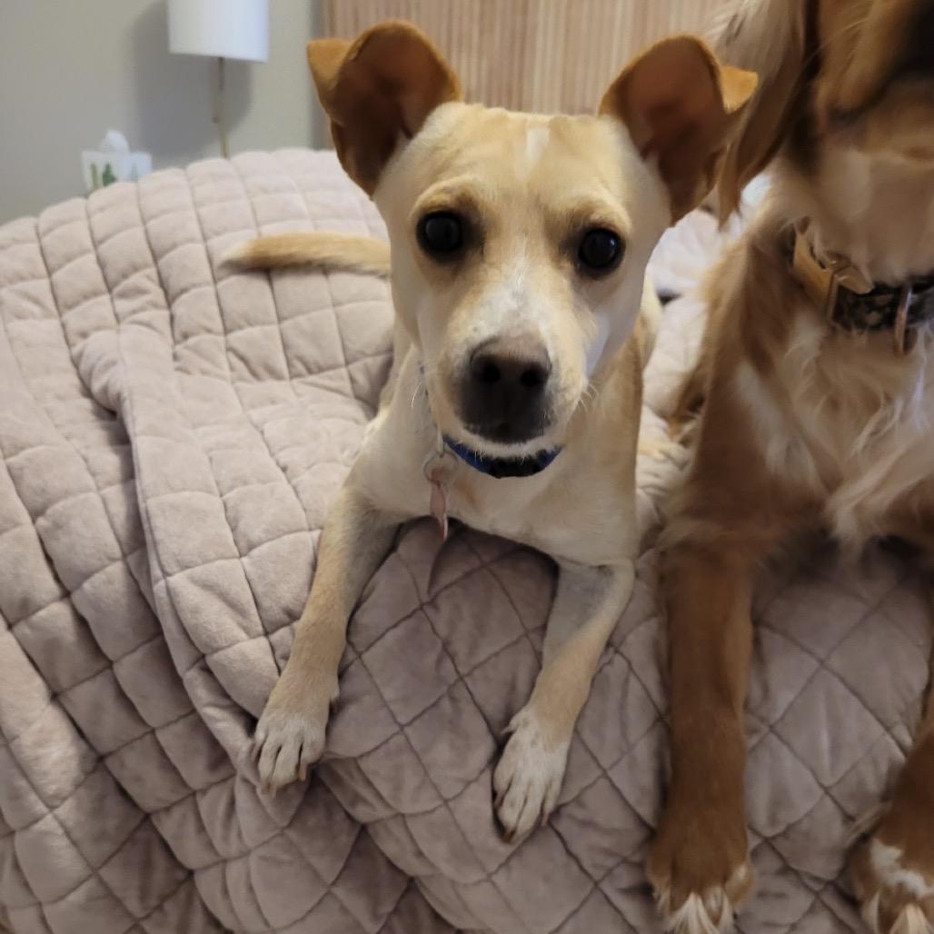 Enlarge Boq, a Adoptable mixed breed in Boerne, TX image 4/6