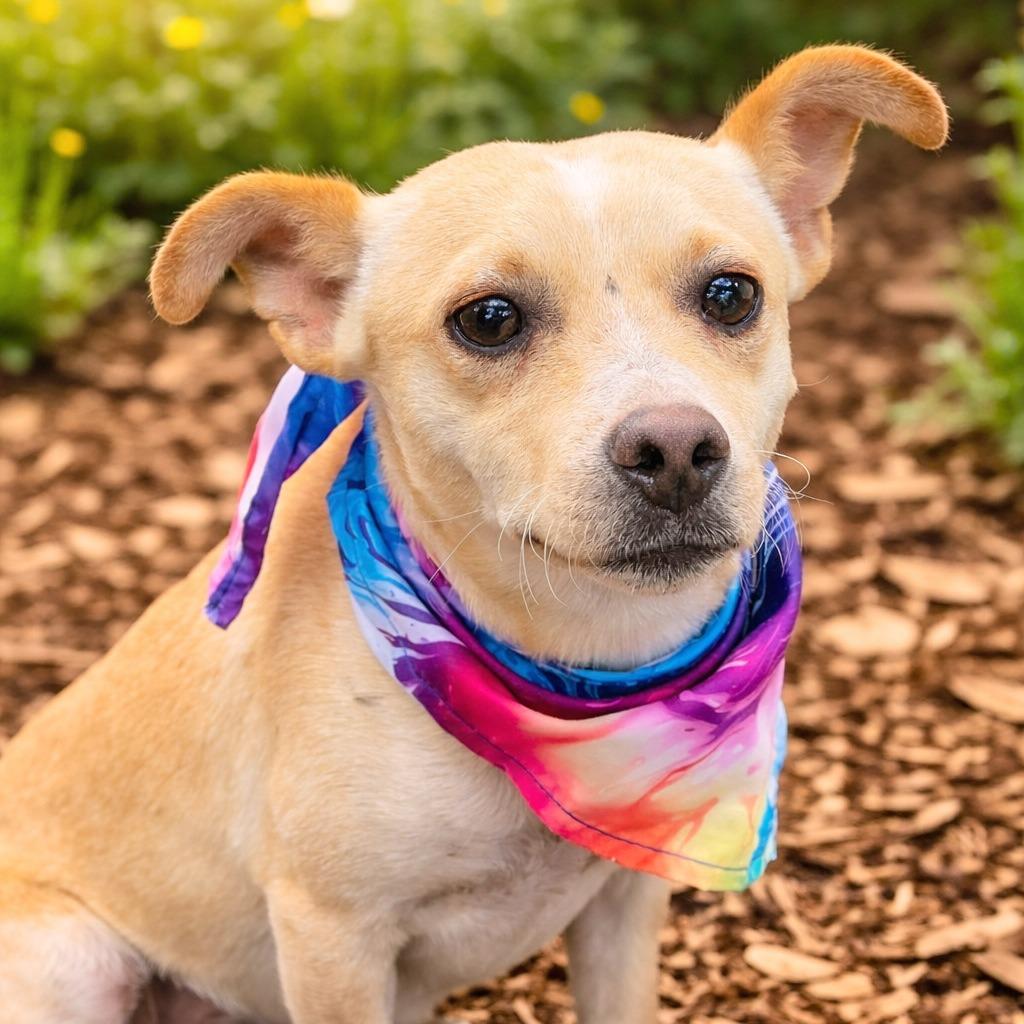 Enlarge Boq, a Adoptable mixed breed in Boerne, TX image 1/5