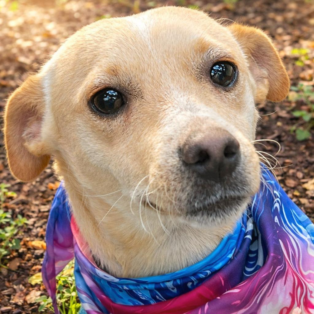 Enlarge Boq, a Adoptable mixed breed in Boerne, TX image 4/5