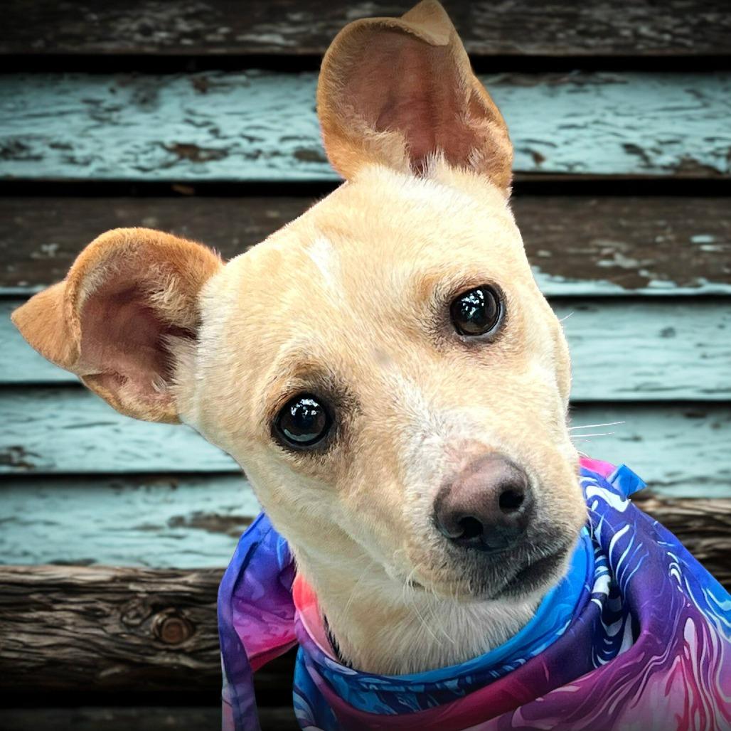 Enlarge Boq, a Adoptable mixed breed in Boerne, TX image 5/6