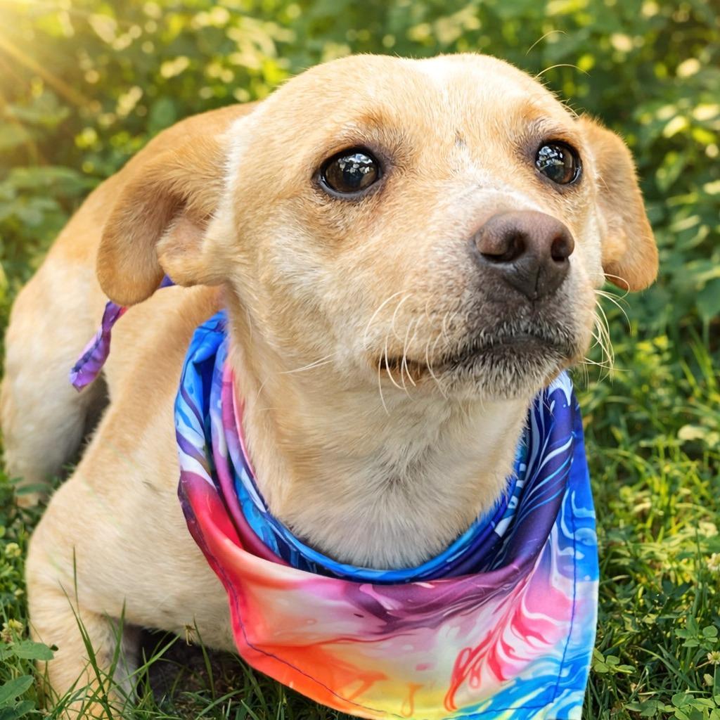 Enlarge Boq, a Adoptable mixed breed in Boerne, TX image 5/5