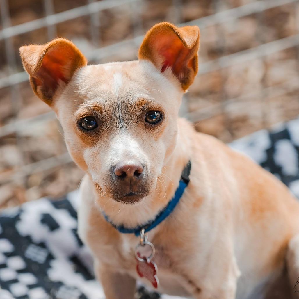 Enlarge Boq, a Adoptable mixed breed in Boerne, TX image 6/6