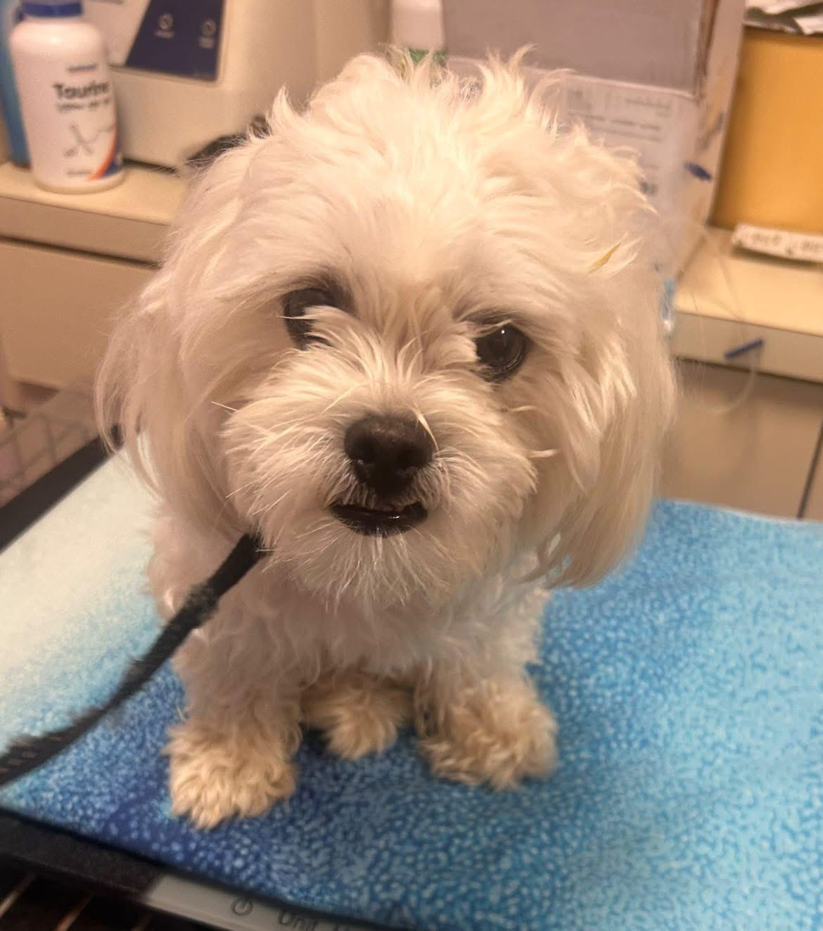 Poochie, Adoptable, Young Male Maltese & Shih Tzu.