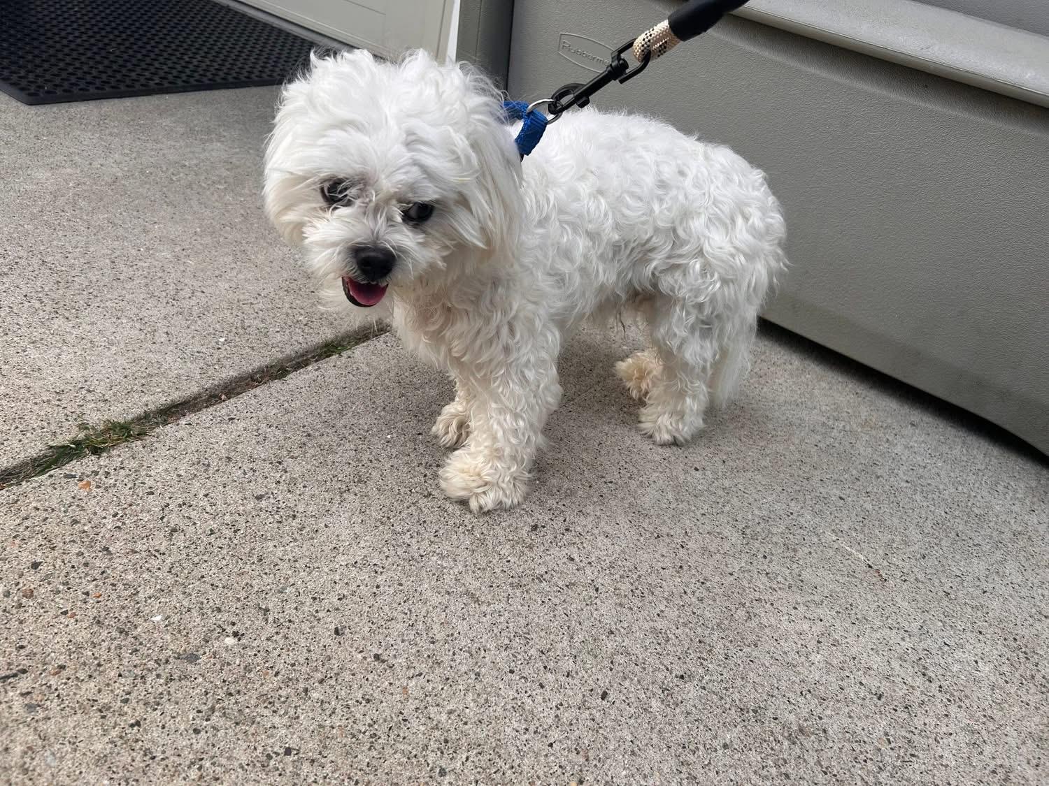 Enlarge Poochie, a Adoptable mixed breed in Oak Ridge, NJ image 2/2