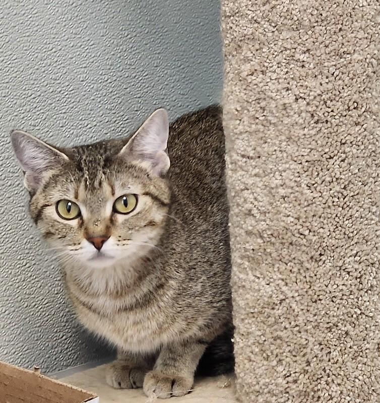 Slim-fit, Adoptable, Adult Female Domestic Short Hair.