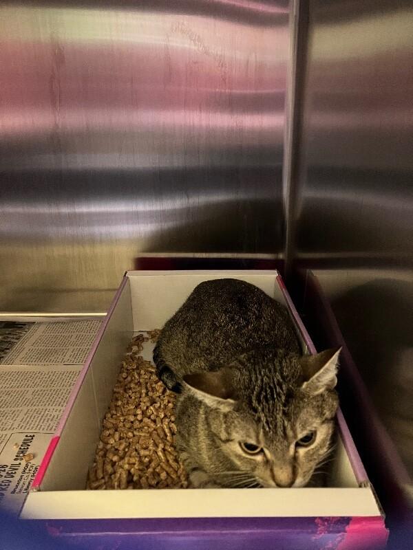 Slim-fit, Adoptable, Adult Female Domestic Short Hair.