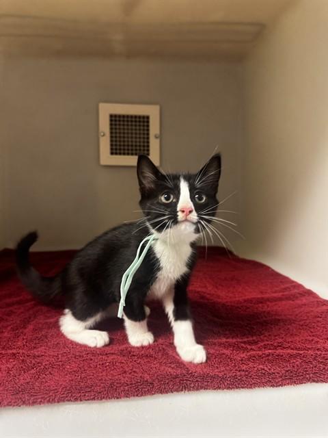 Enlarge ECHO, a Adoptable Domestic Short Hair in Statesville, NC image 1/1