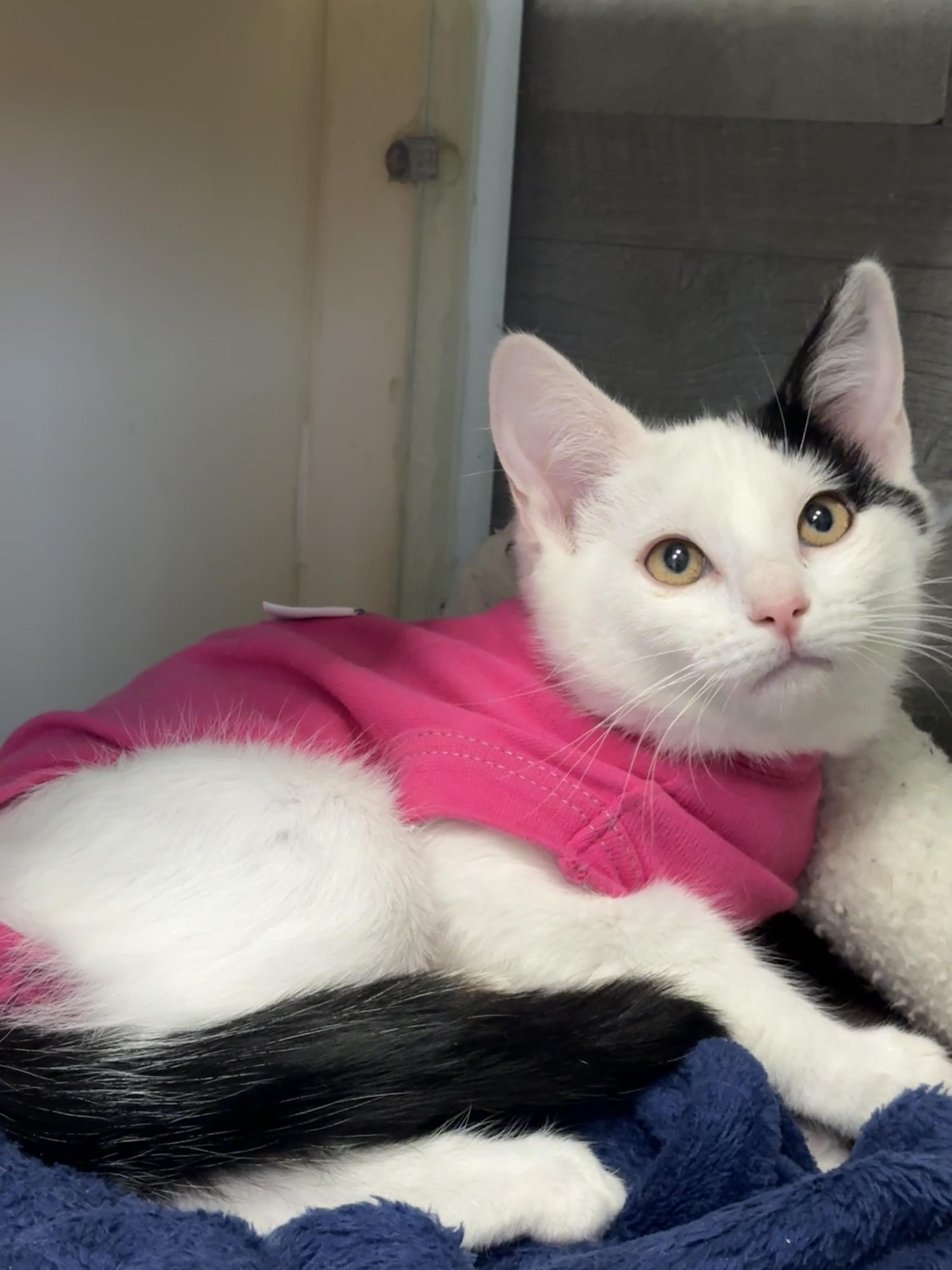Gizmo, Young Female unknown