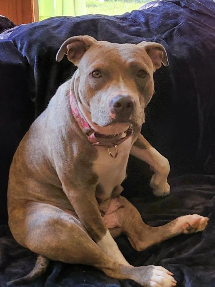 Scarlett  (2025), Adoptable, Adult Female Pit Bull Terrier & American Staffordshire Terrier.