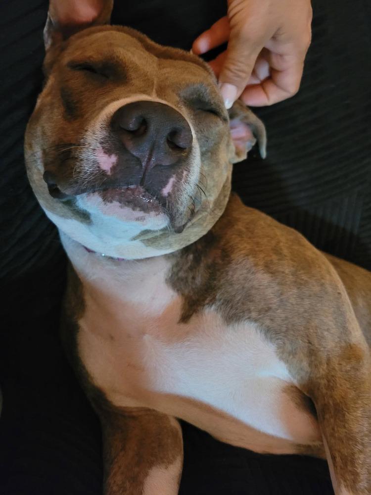 Scarlett (2025), a Adoptable mixed breed in Wenonah, NJ image 2/5