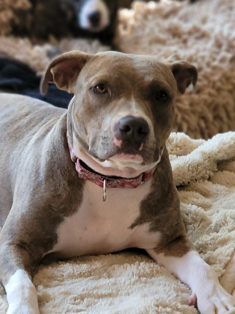 Scarlett (2025), a Adoptable mixed breed in Wenonah, NJ image 3/5