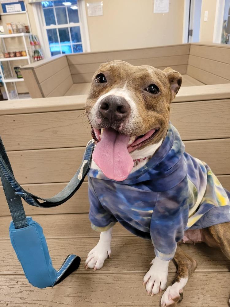 Scarlett  (2025), Adoptable, Adult Female Pit Bull Terrier & Mixed Breed.
